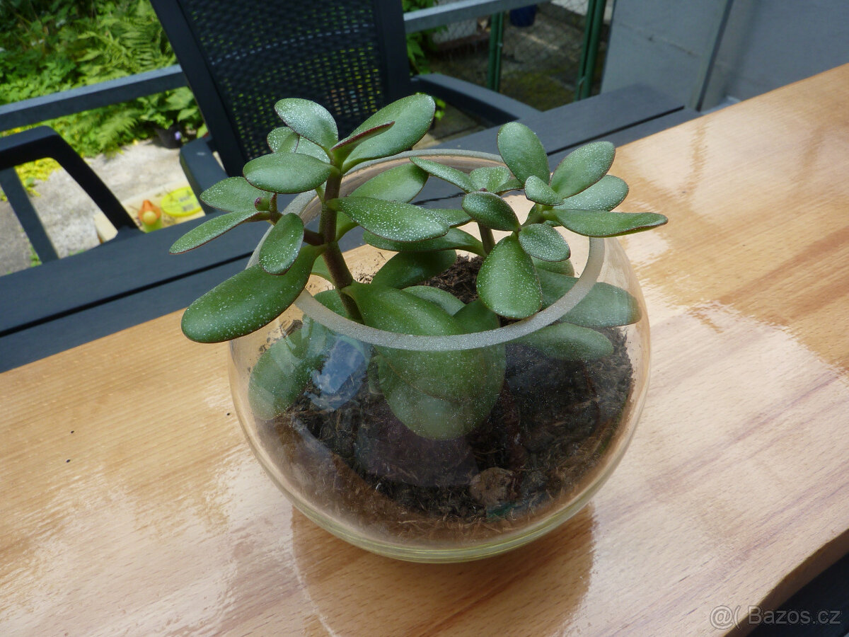 Tlustice ve skle - crassula ovata - pokojová rostlina