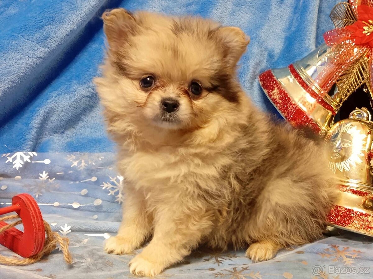 Pomeranian / Pomeranian Boo - Chocolatte Merle - REZERVACE