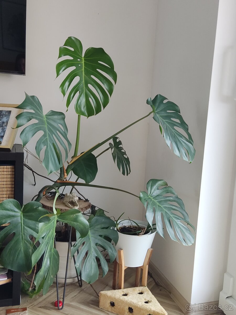 Monstera