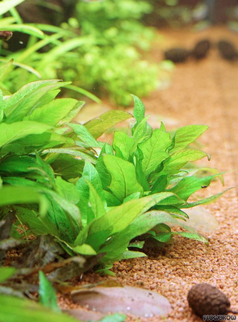 Hygrophila Corymbosa Mini (akvarijni rostlinka)