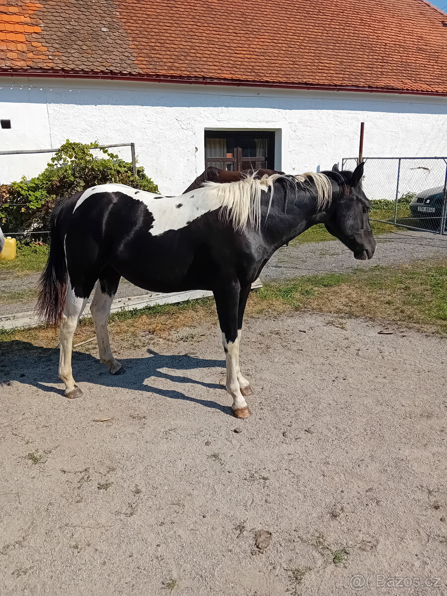 APHA hřebec