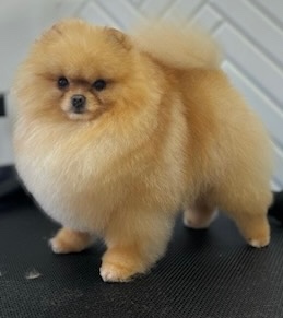 Krytí pomeranian PP bonitace