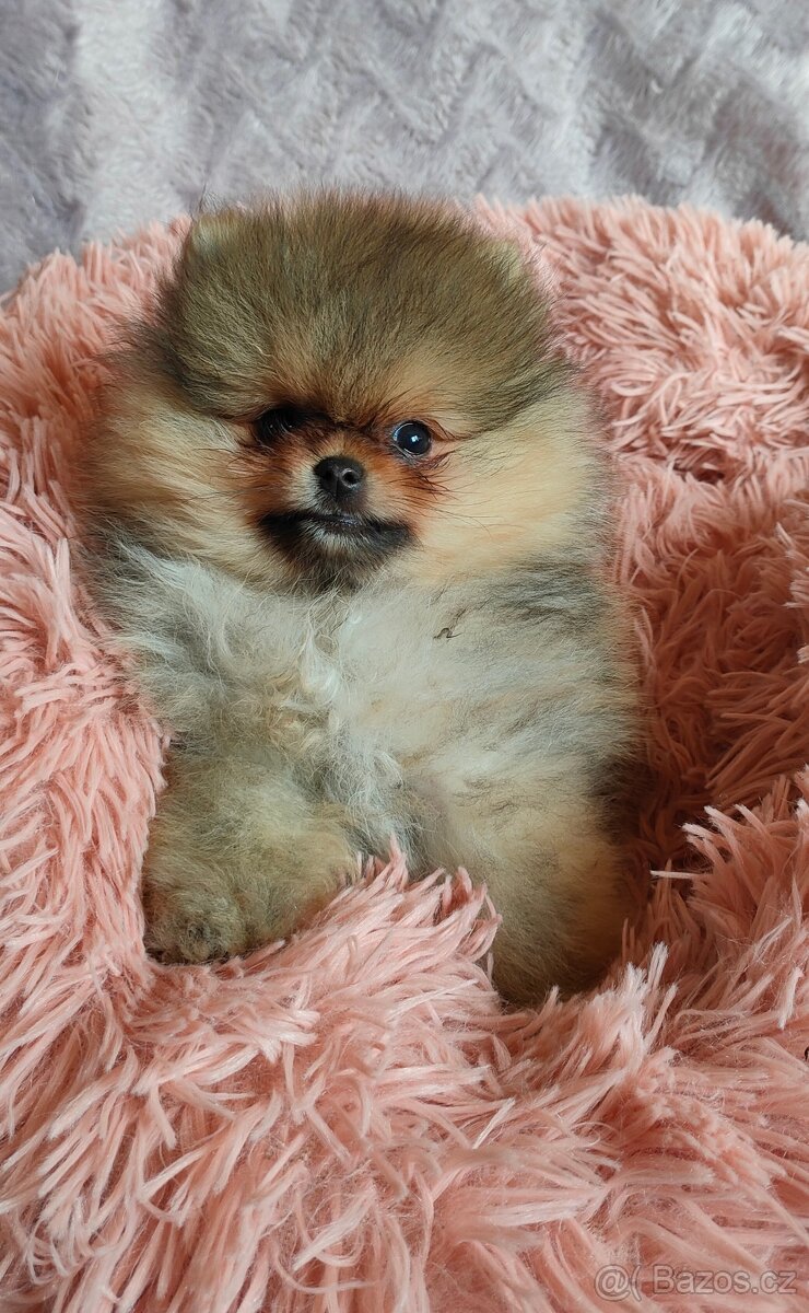 POMERANIAN mini