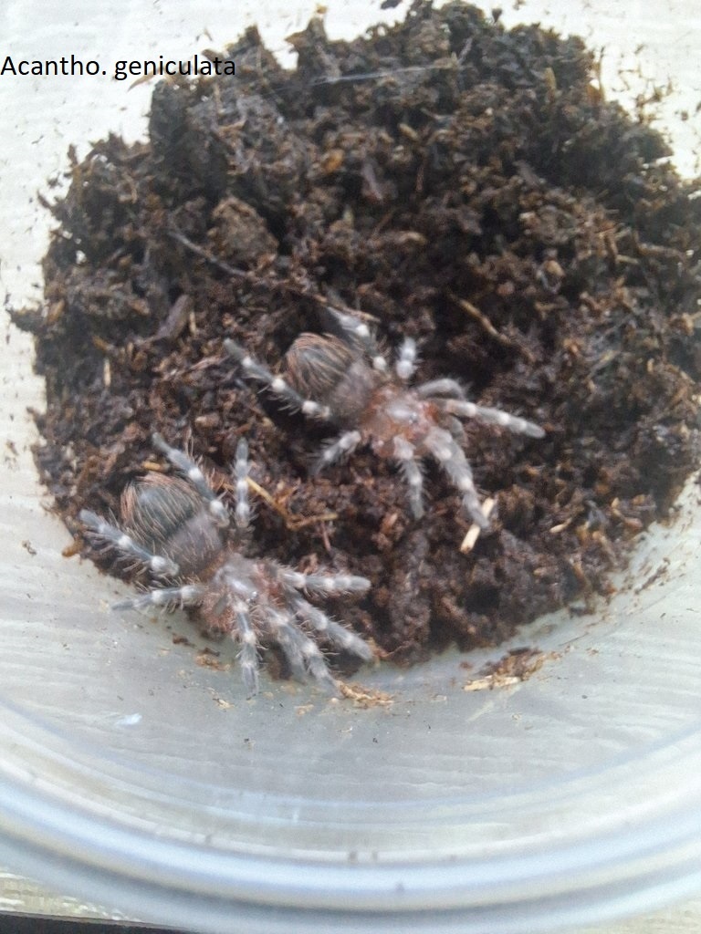 Sklípkani Acanthoscurria geniculata