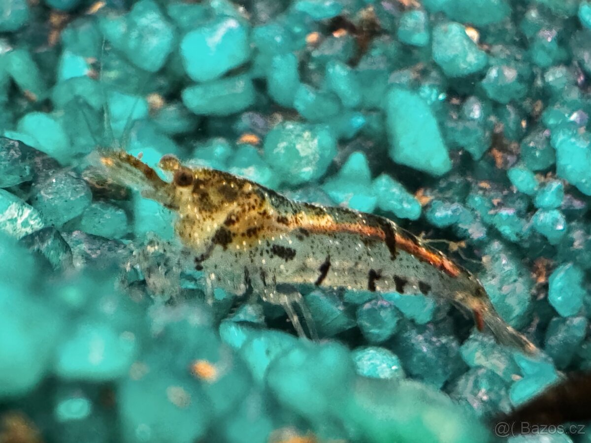 Krevetky neocaridina- nedobarvene