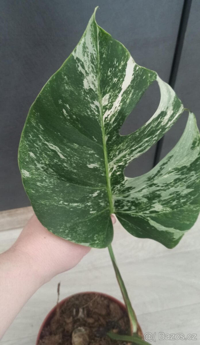 Monstera albo variegata