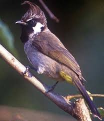 Koupim Samce bulbul himalayan