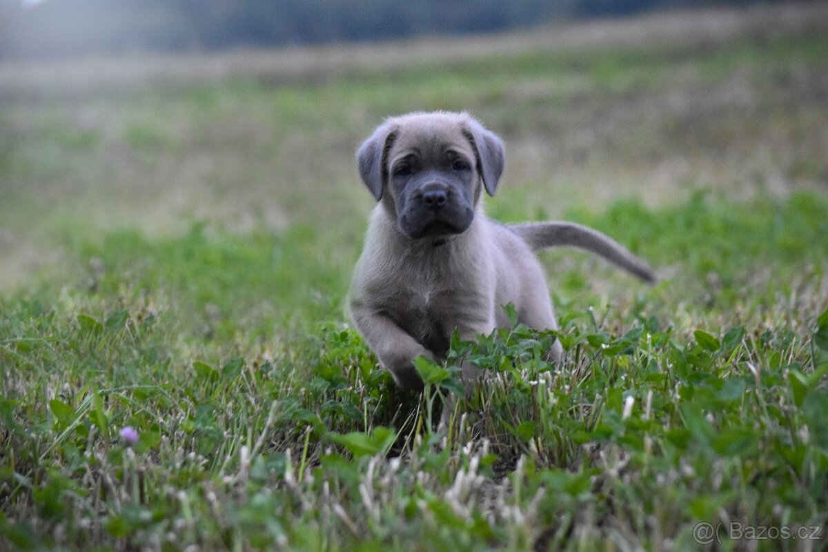 Cane corso s PP