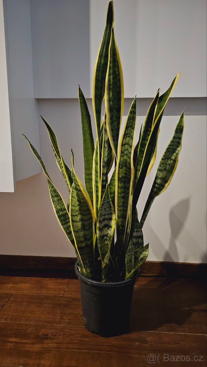 TCHÝNIN JAZYK – SANSEVIERIA 70 cm