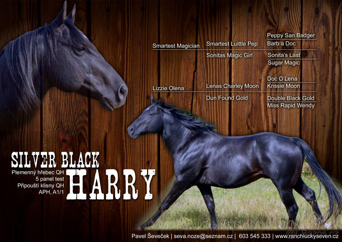 Připouštění Qh hřebcem Silver Black Harry