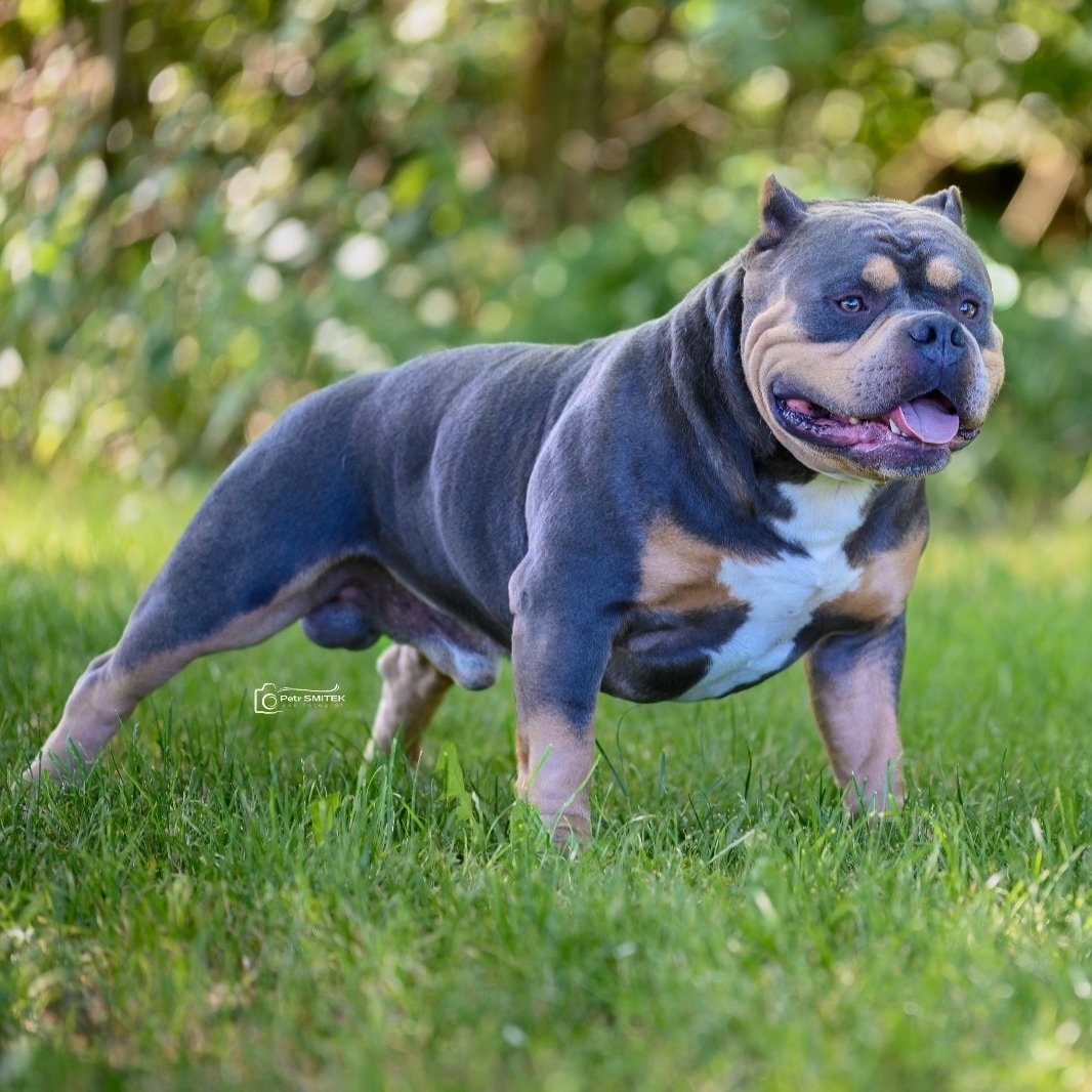 American Bully