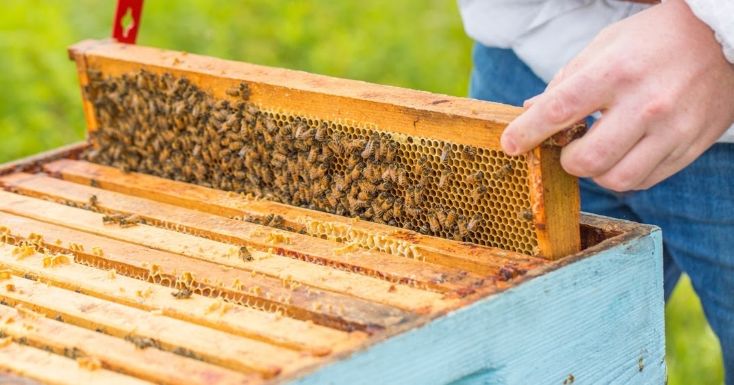 Včelí oddělky ihned odběrů