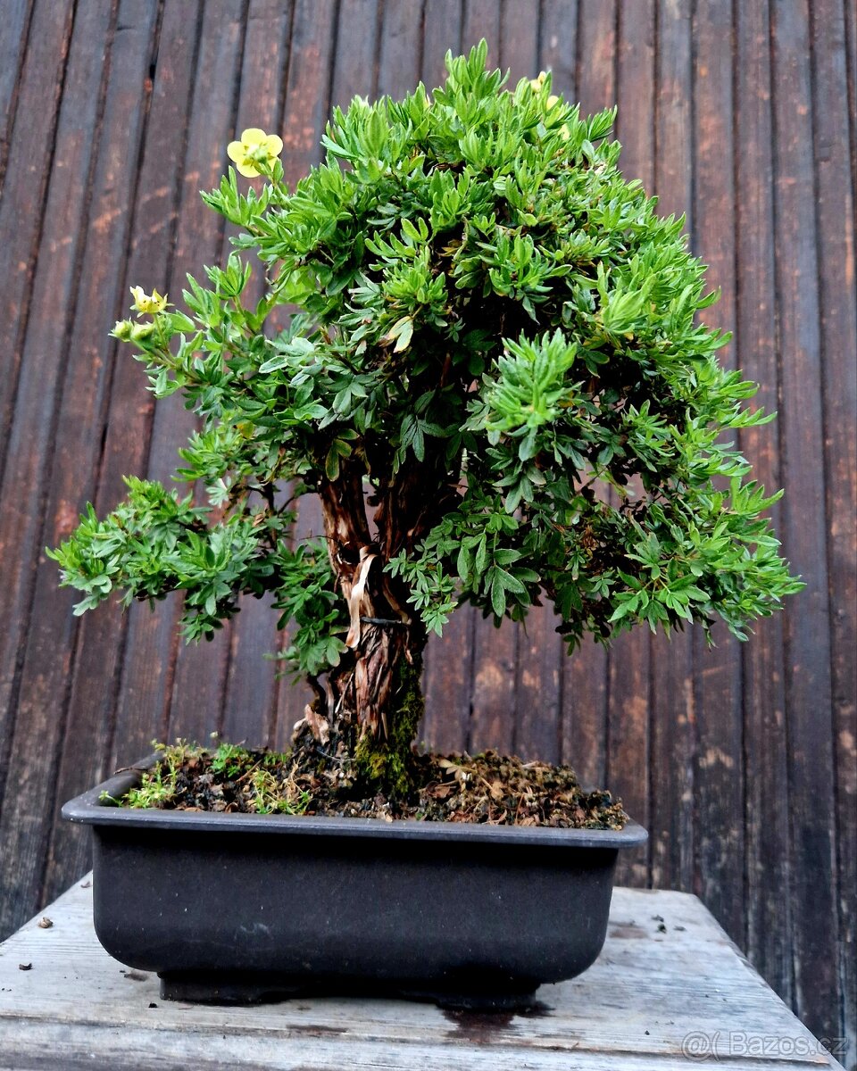 Bonsaj,Bonsai - Mochna 16