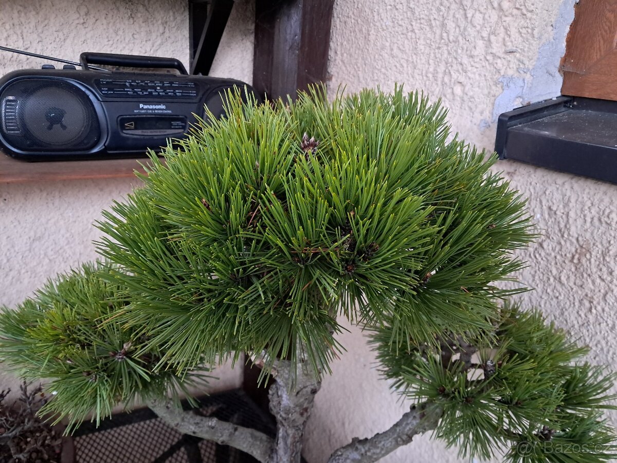 Bonsai Borovice