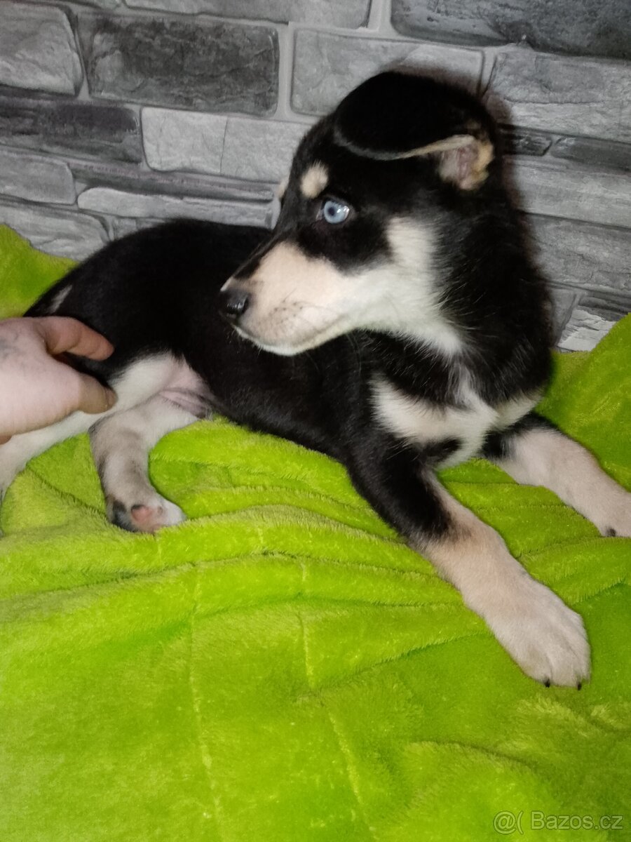 Sibiřský husky