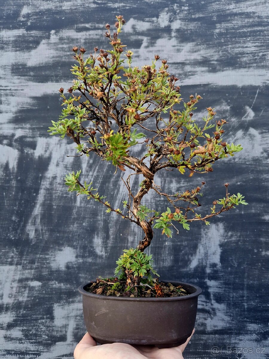 Bonsai, Bonsaj -Mochna13