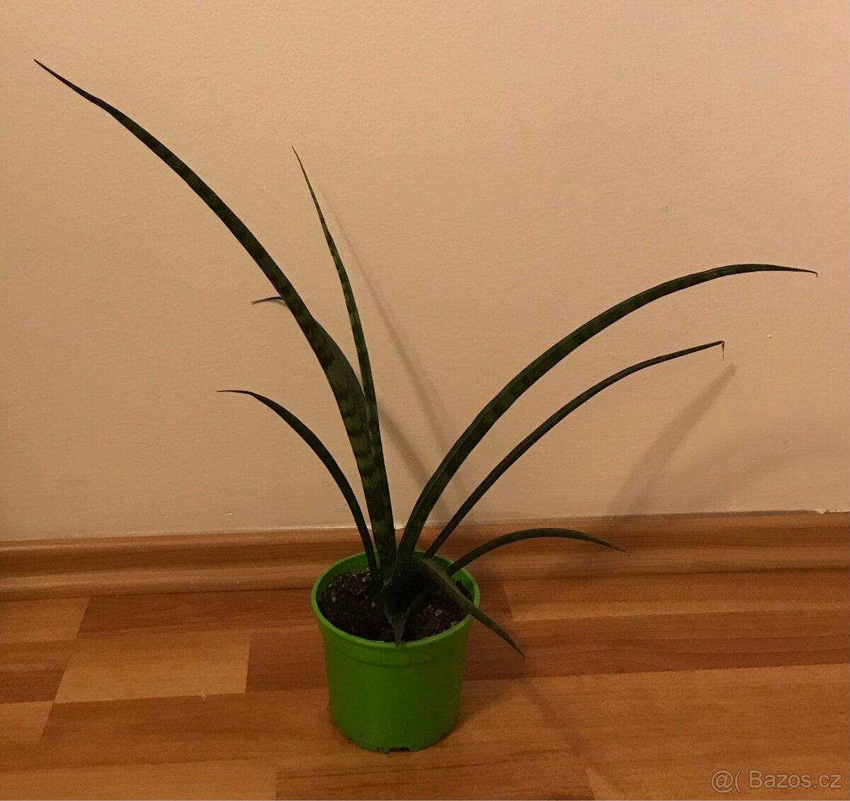 Sansevieria kirkii Friends