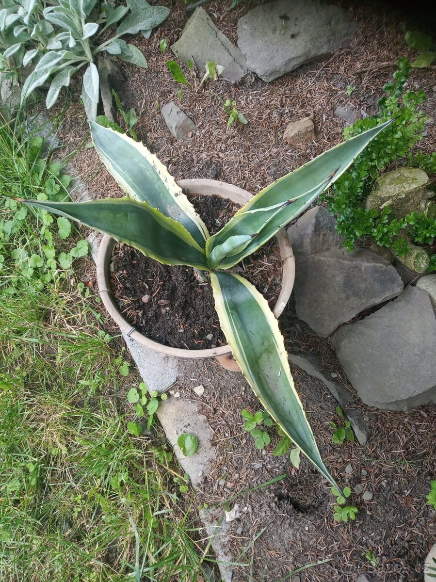 Agave