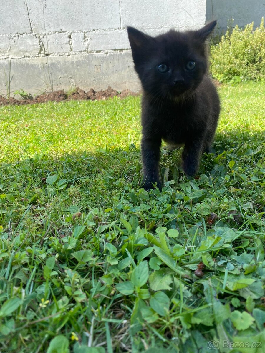 černá Koťátka