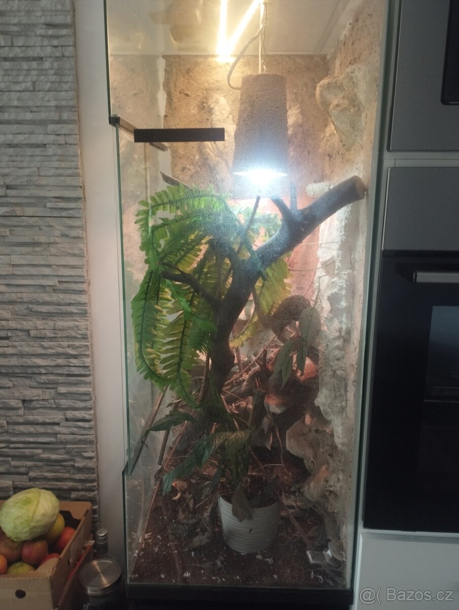 Chameleon +terarium