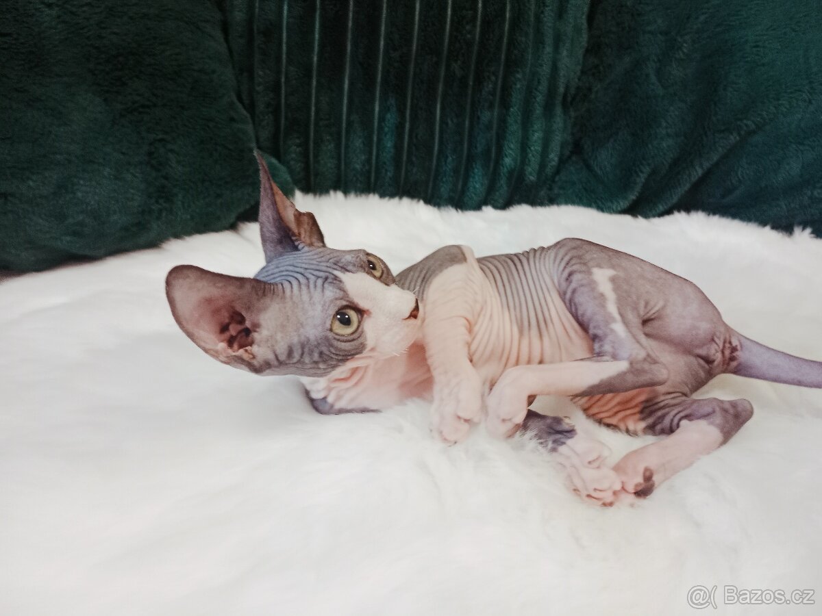 Sphynx