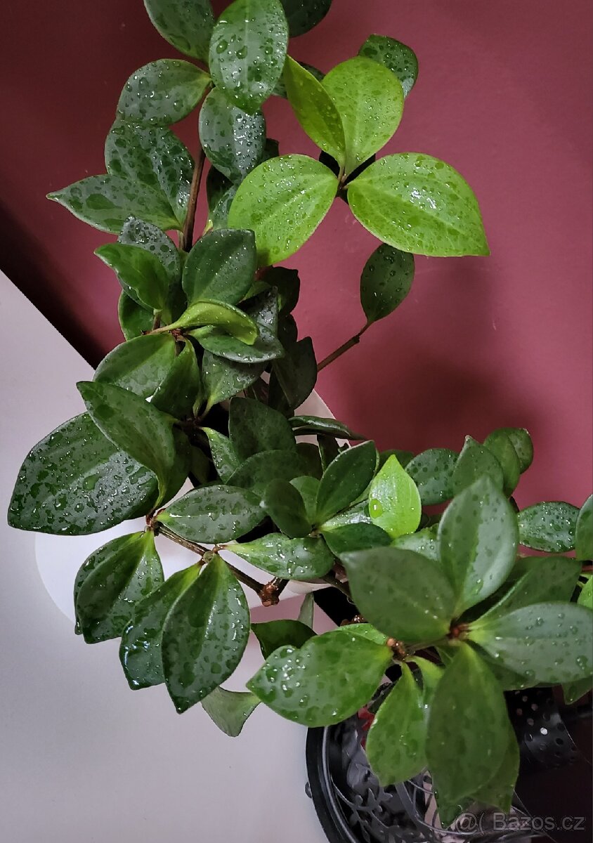 Peperomia pecuniifolia