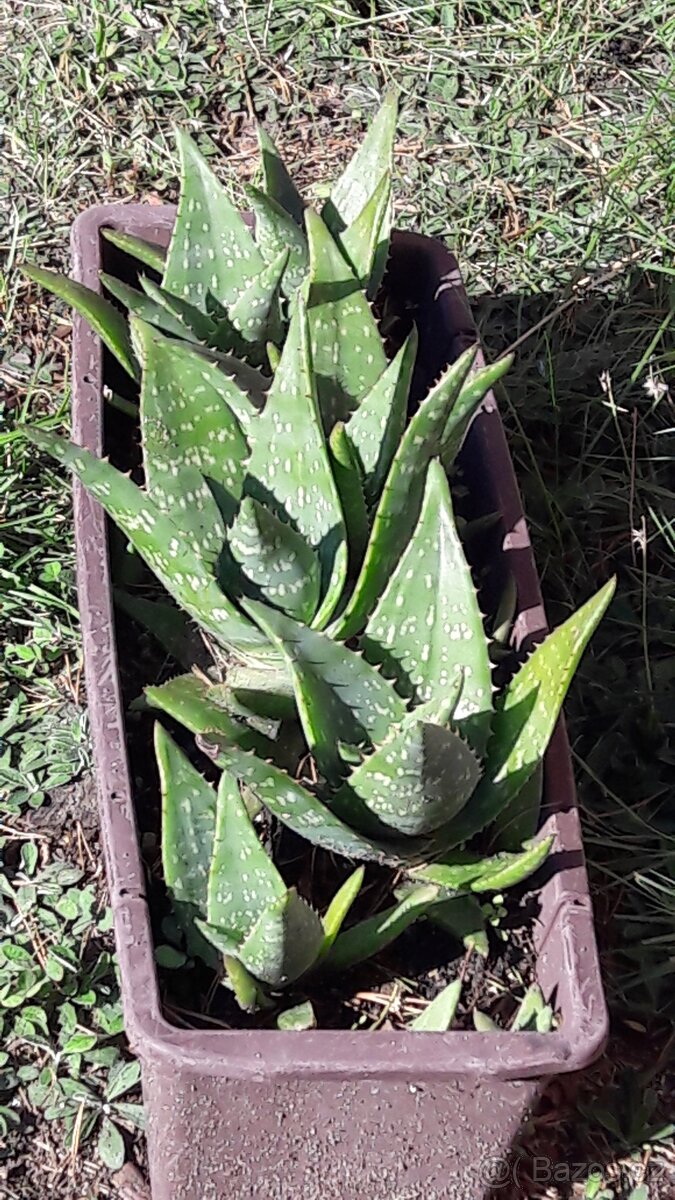 Aloe vera