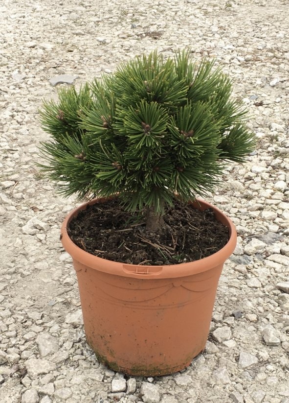 Pinus leucodermis 'Schmidtii'