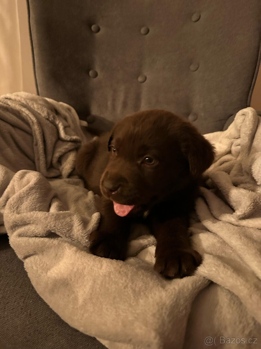 Hnědá / čokoládová Fenka čistokrevná štěňata Labrador