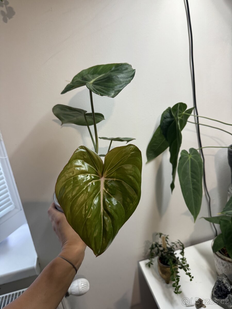 Philodendron pastazanum