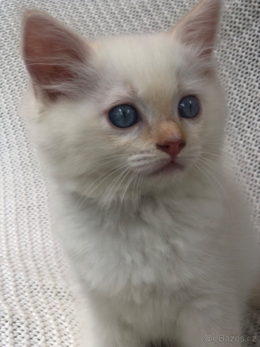 Kocourek Gracián red mitted ragdoll s PP