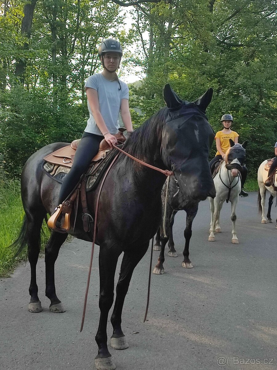 Appaloosa X Bavorský teplokrevník