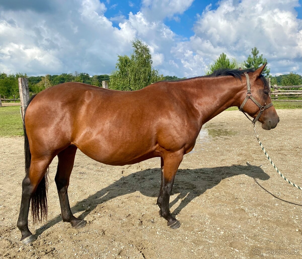 Quarter horse kobyla s hříbětem