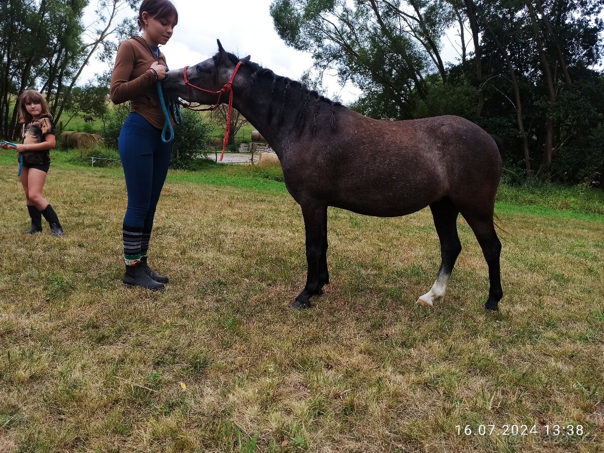 Prodám 3 letou klisnu Welsh mountain pony