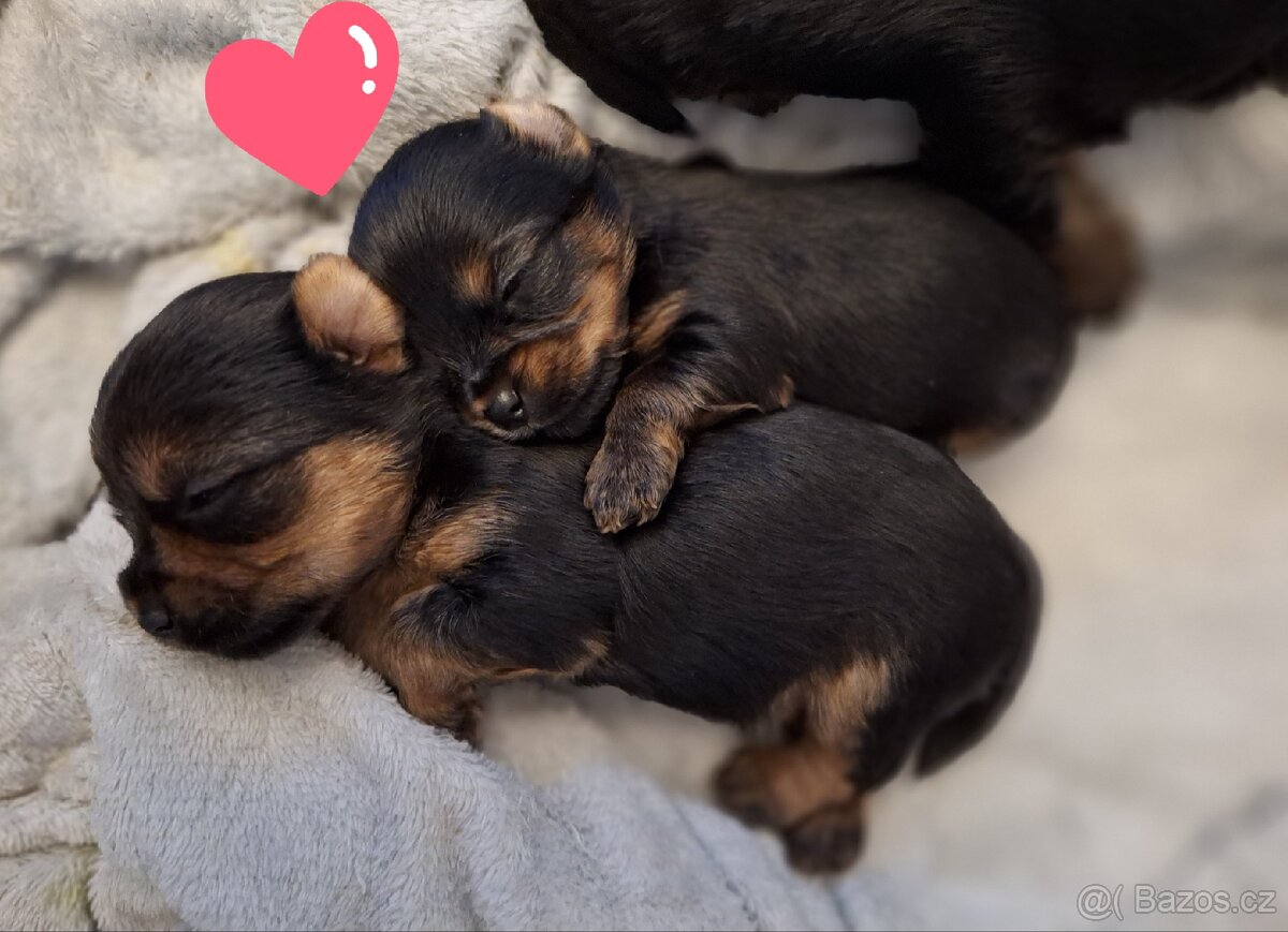 Yorkshire terrier mini