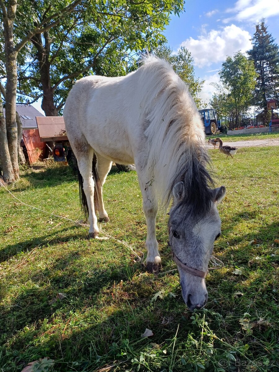 Pony klisna welsh