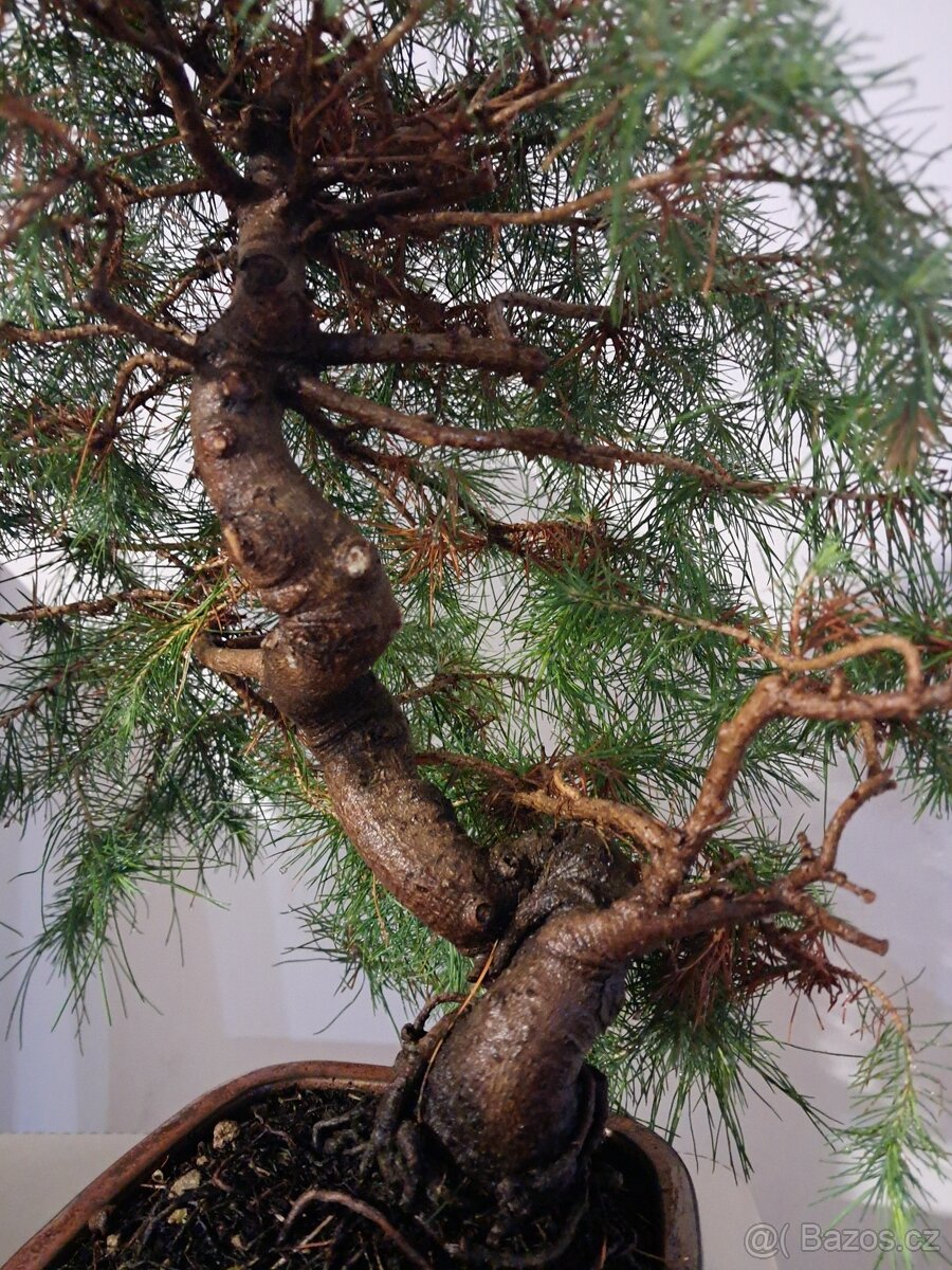 Bonsai Borovice