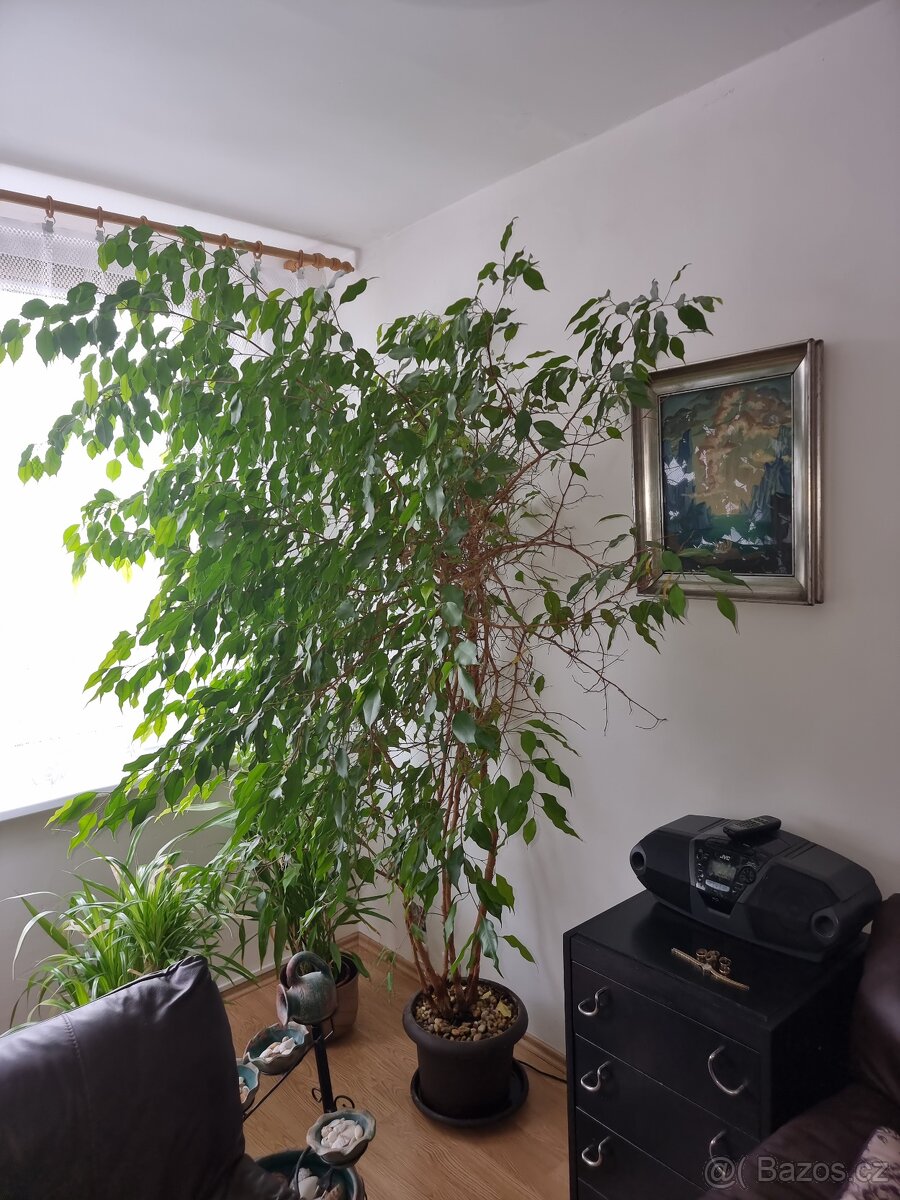 Ficus benjamina