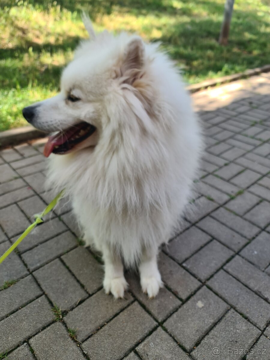 Samojed