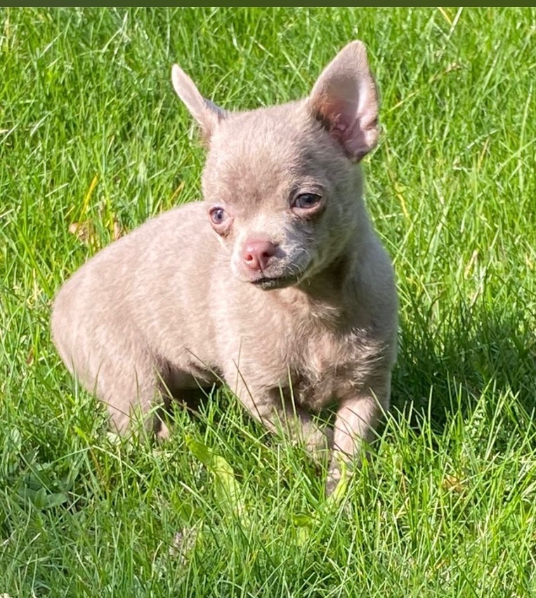 Čivava lila fenka