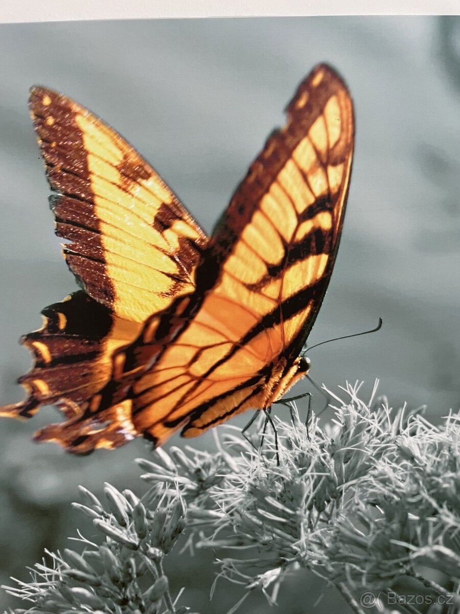 obrázek motýl