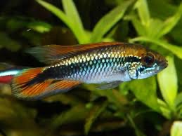 Apistogramma