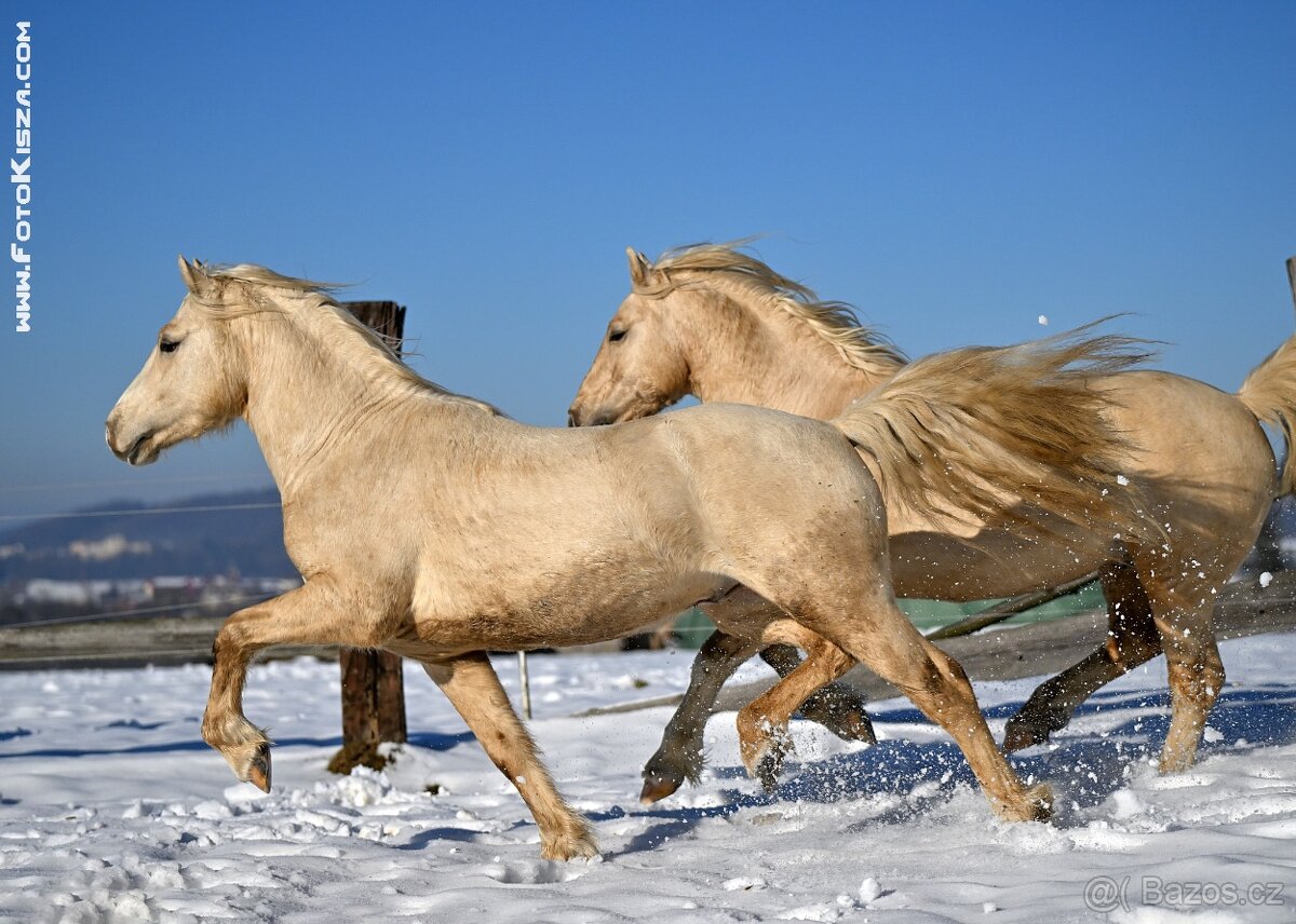 3l. Welsh cob D hřebec