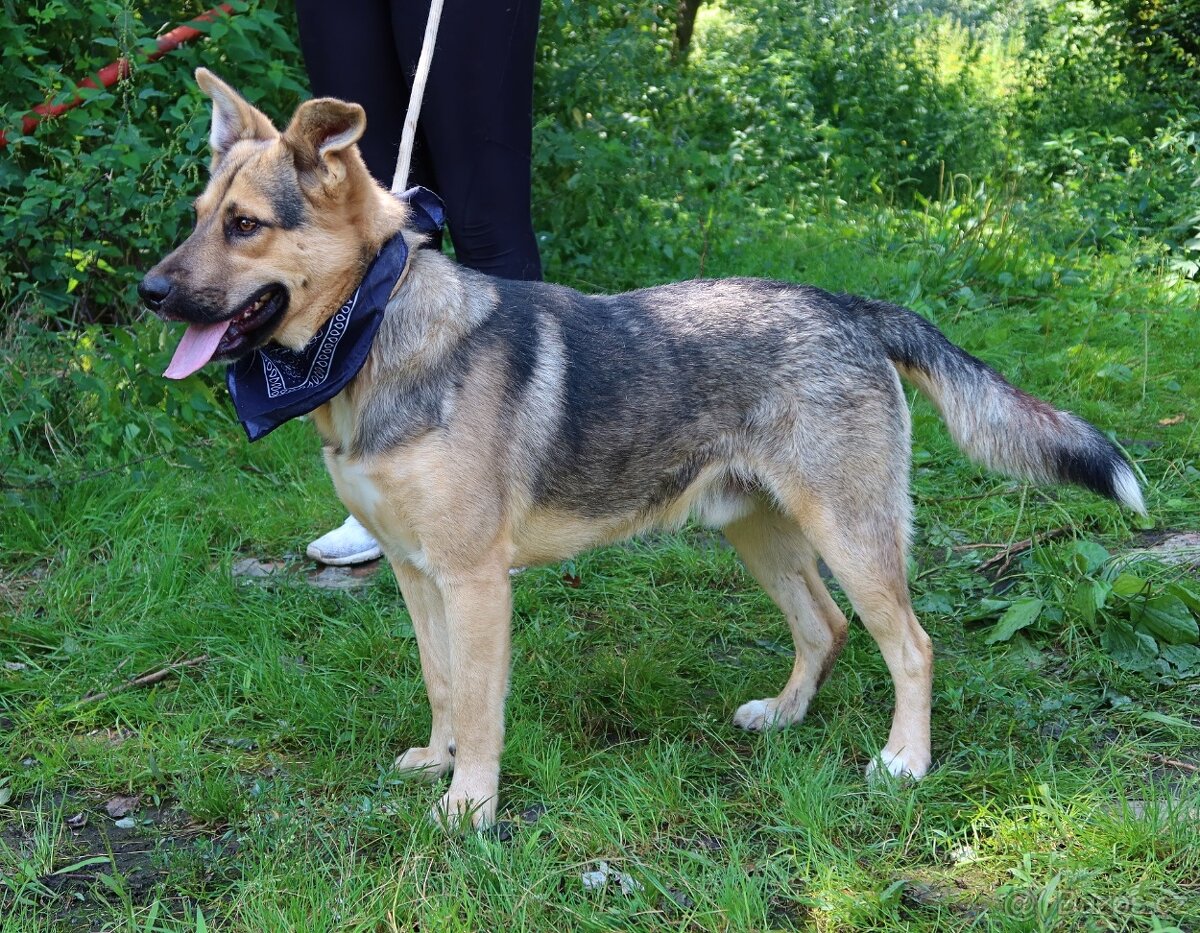 HAKIM K ADOPCI - 2 ROKY, KRÁSNÝ,PŘÁTELSKÝ,HRAVÝ