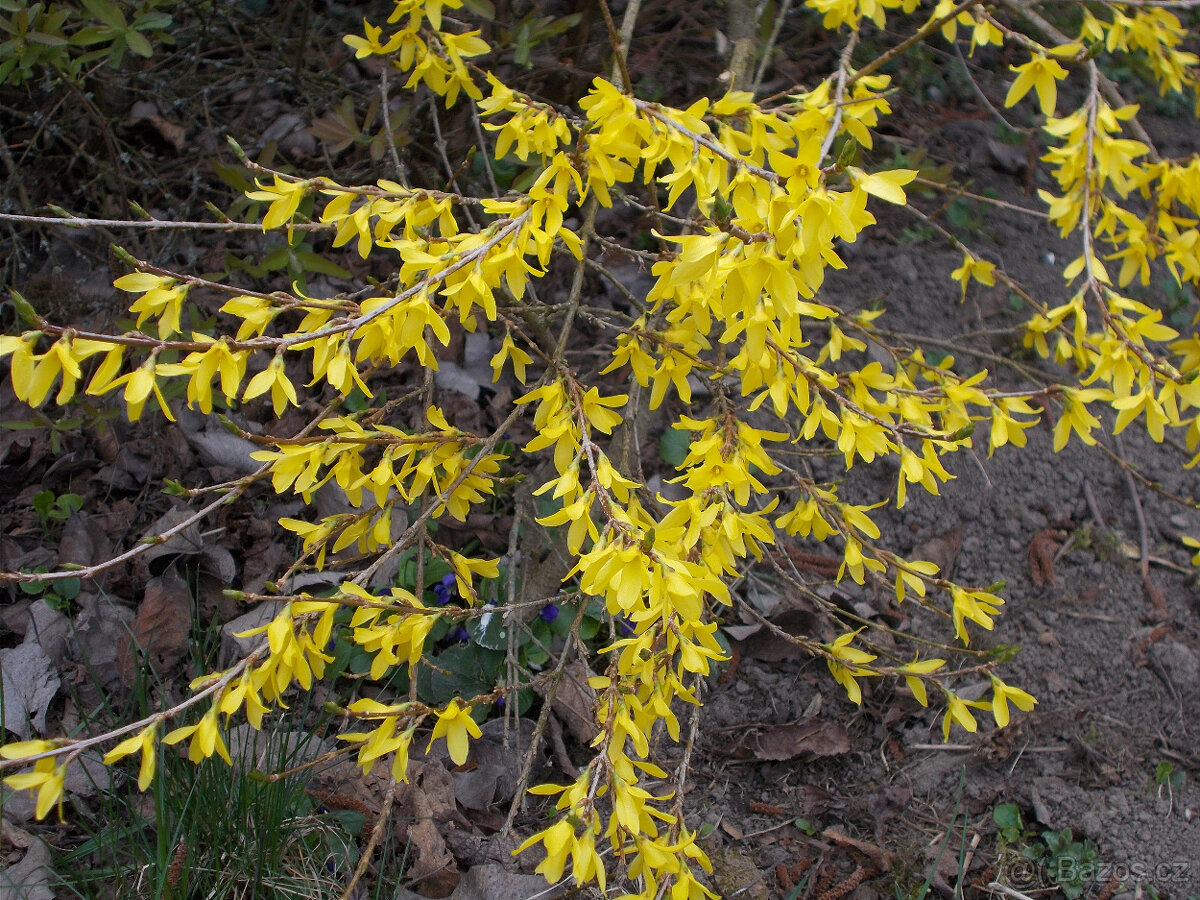 sazenice Forsythia - zlatice