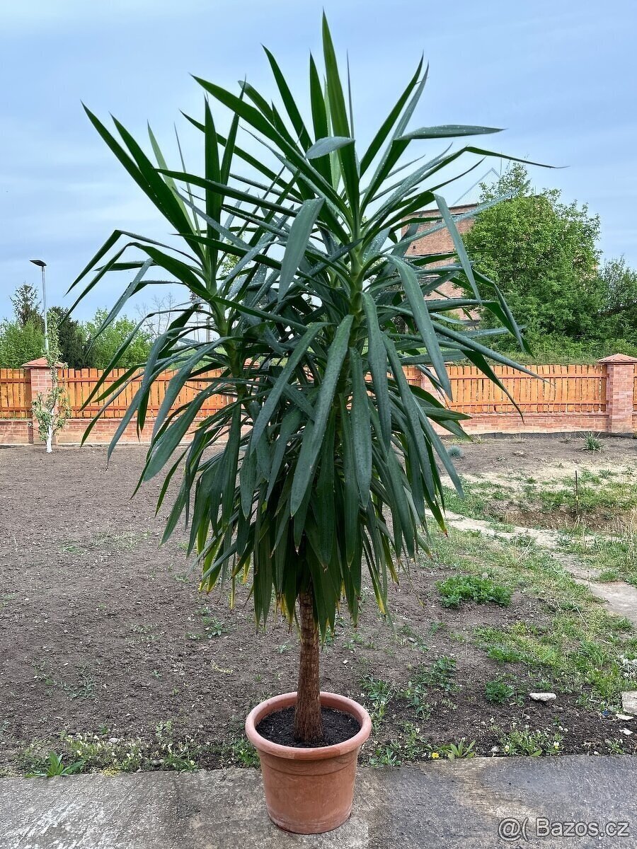 Bohatá palma Yucca