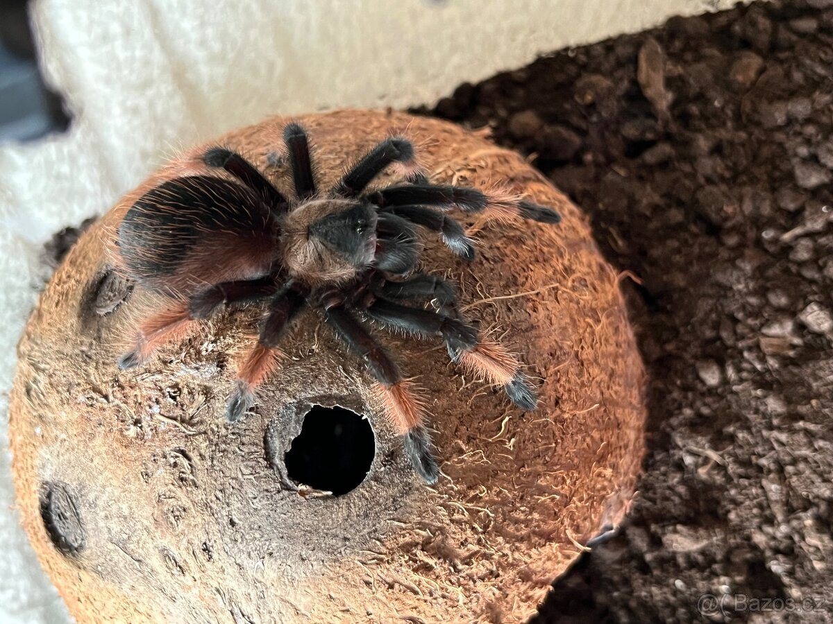 Brachypelma emilia - sklípkan