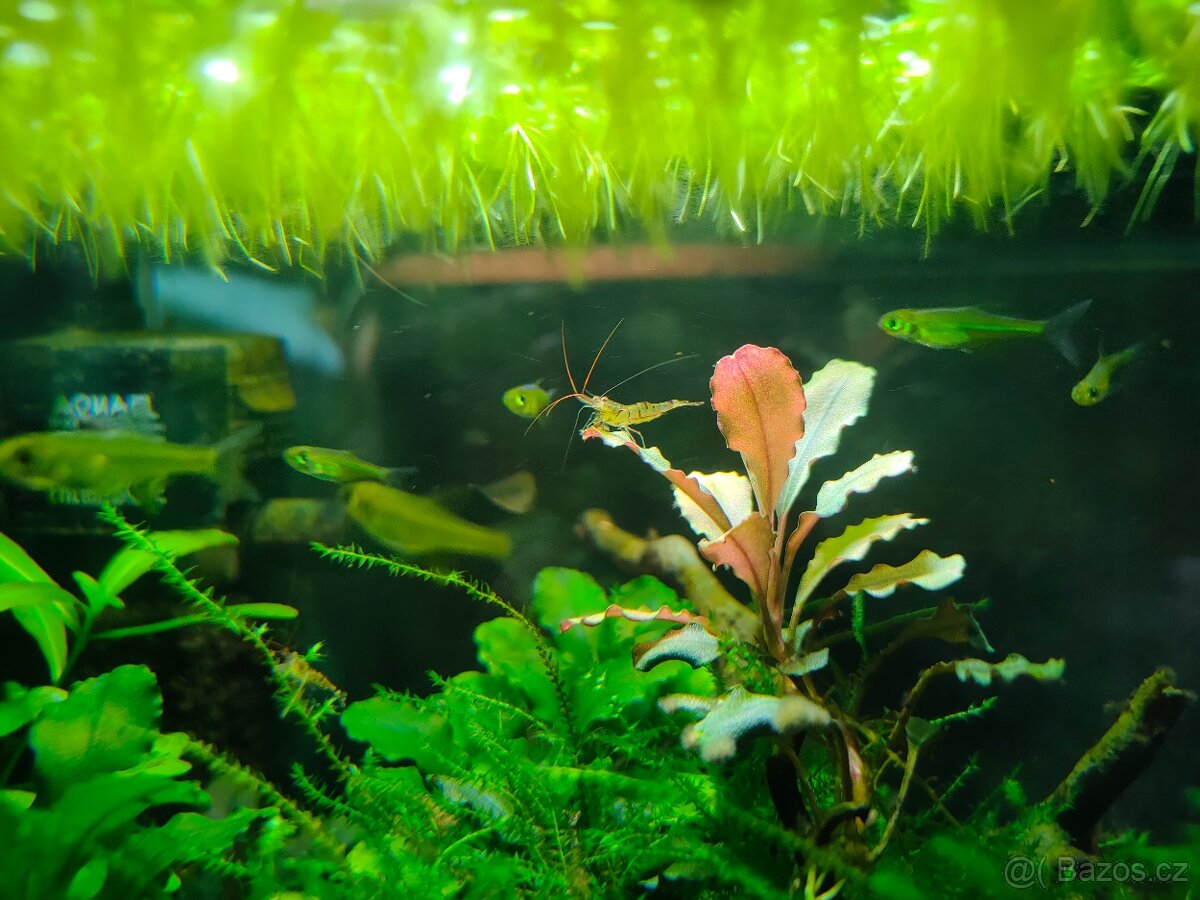 Krevetky Caridina cantonensis sp. Tiger