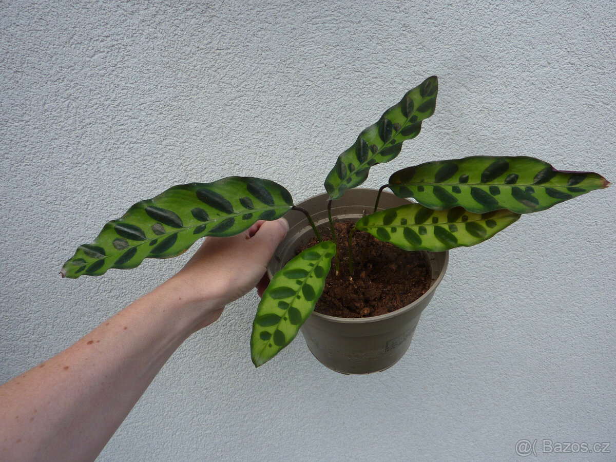Calathea kalatea lancifolia - pokojová rostlina