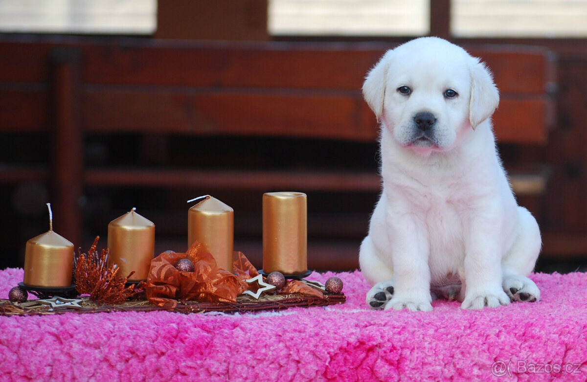 Labrador retriever - krásná SMETANOVÁ A ŽLUTÁ štěňátka s PP